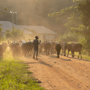 Image of Uganda in Africa